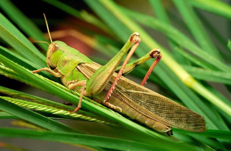 蝗蟲為什麼有綠色和褐色（有蝗蟲的簡單介紹嗎）1