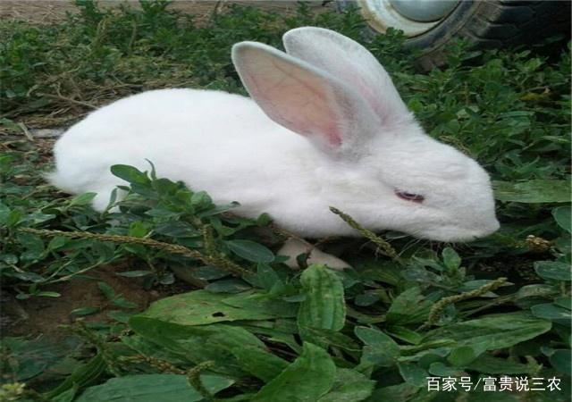 兔子可以隻吃菜和草嗎（兔子是素食動物）1