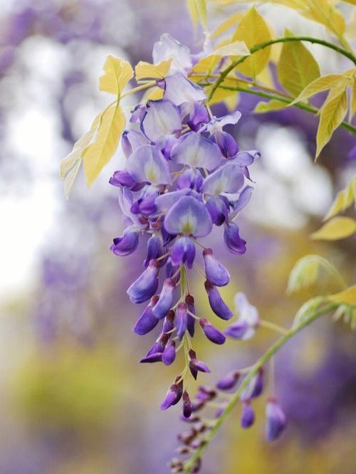 紫藤花的花語是什麼（你知道嗎？）1