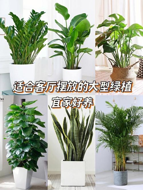 客廳适合養的8種植物（哪些植物适合在室内養）1
