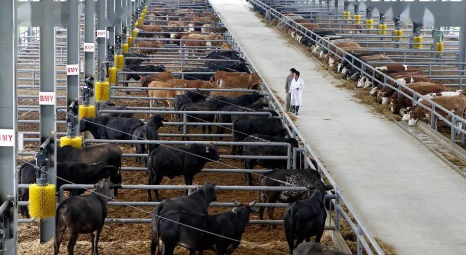 支持肉牛産業加快發展若幹措施（多路徑助推肉牛産業穩定發展）1
