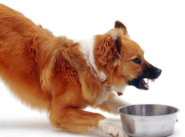 給狗狗喂食的正确方法（可以選擇怎麼喂狗）1