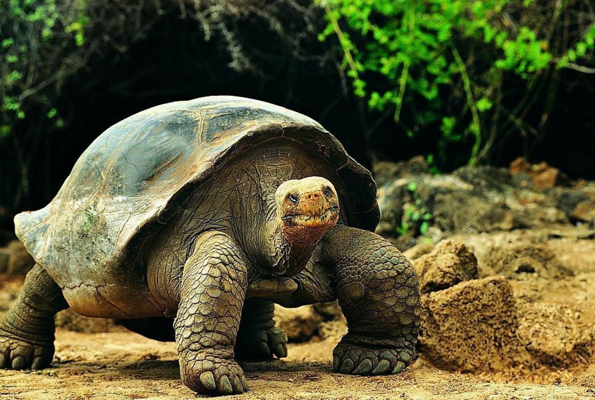 烏龜為什麼能活萬年（為什麼人活80歲烏龜能活200歲）1