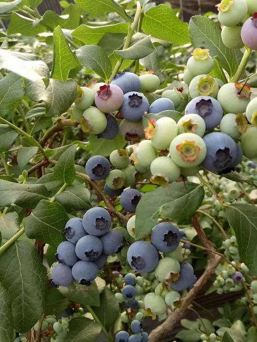 藍莓是涼性水果嗎（藍莓是否是涼性水果）1