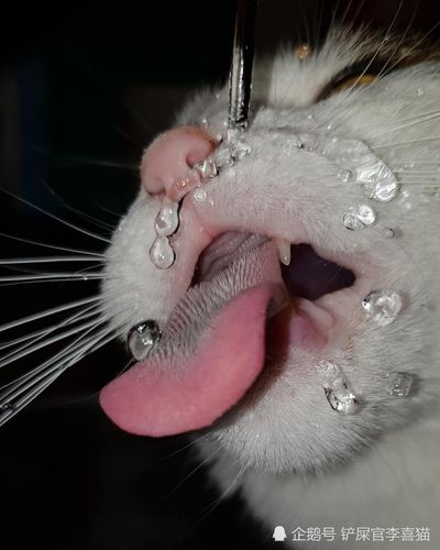 為什麼貓的舌頭要長倒刺（為什麼貓科動物的舌頭上滿是倒刺）1
