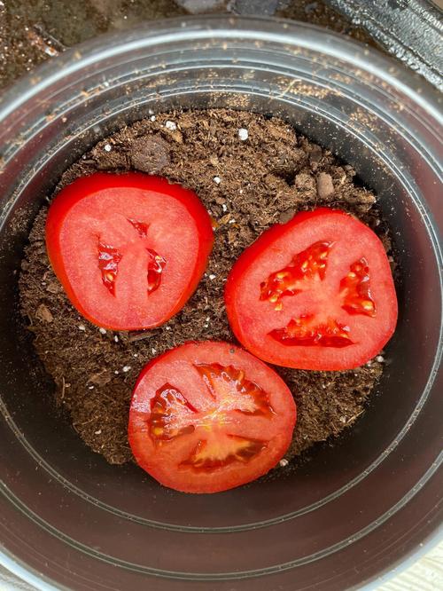 在家種植西紅柿最好的方法（在家如何種植西紅柿）1