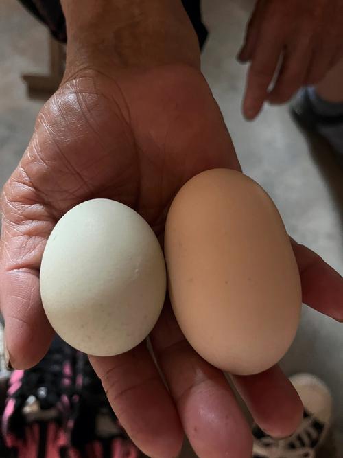 什麼樣的雞蛋才有雙黃蛋（雙黃蛋蛋中蛋橡皮蛋是如何形成）1