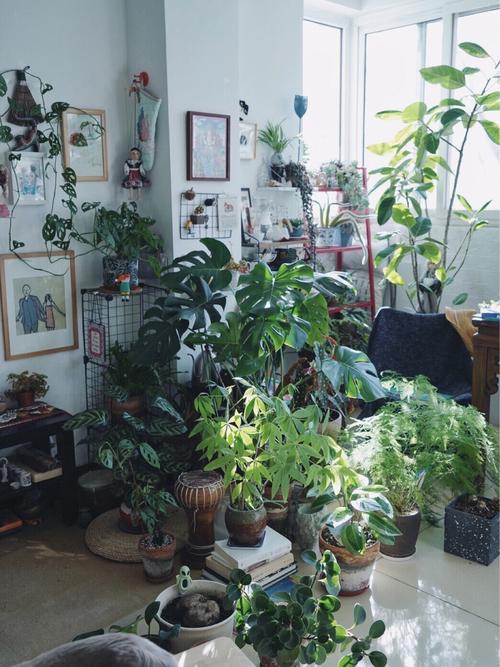 房間裡植物的正确排列（關于房間裡植物的正确排列）1