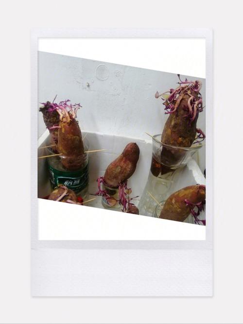 紅薯催芽法（紅薯怎麼催芽）1