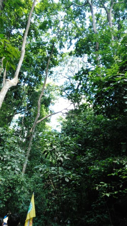 樹木天敵能維持熱帶雨林的什麼（有什麼樹木）1