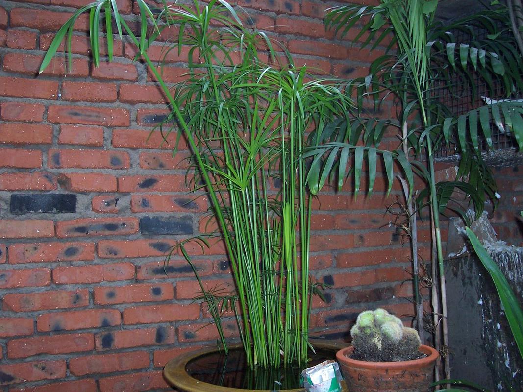 養水竹的繁殖方法（水竹的繁殖方法）1