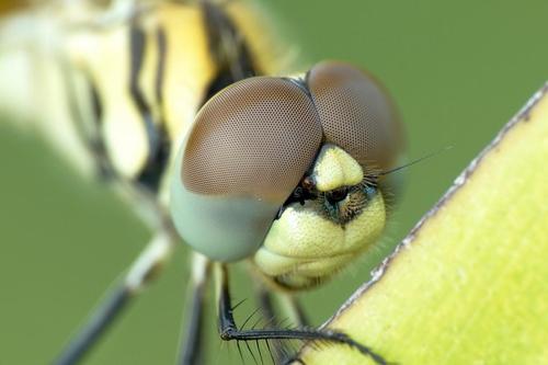 蜻蜓有多少隻眼睛（蜻蜓的眼睛介紹）1