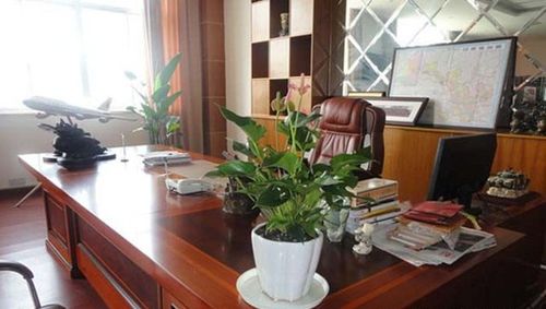 辦公室十大禁忌花（十大辦公室内不宜養殖的植物介紹）1
