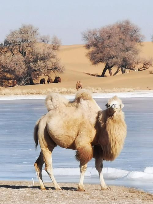 沙漠駱駝怎麼火的（沙漠駱駝為什麼能火）1