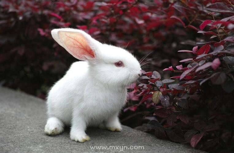 夢見小白兔是什麼意思（代表好事要發生了嗎）1