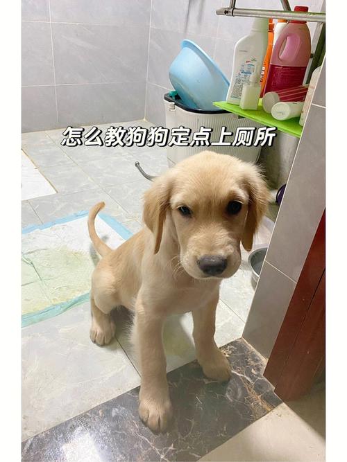 怎麼訓練狗狗在屋外上廁所（訓練狗狗在屋外上廁所方法）1