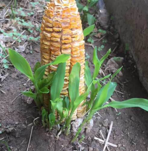 玉米棒子芯怎樣做養花的土（具體操作呢）1