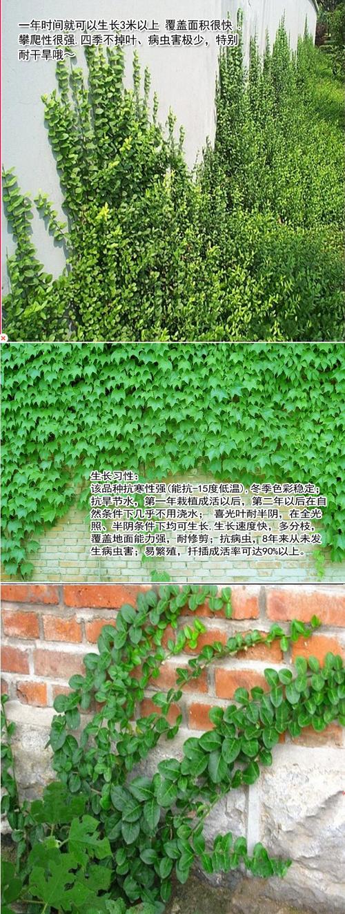 爬牆植物種植方法（常見3種爬牆植物的種植方法）1