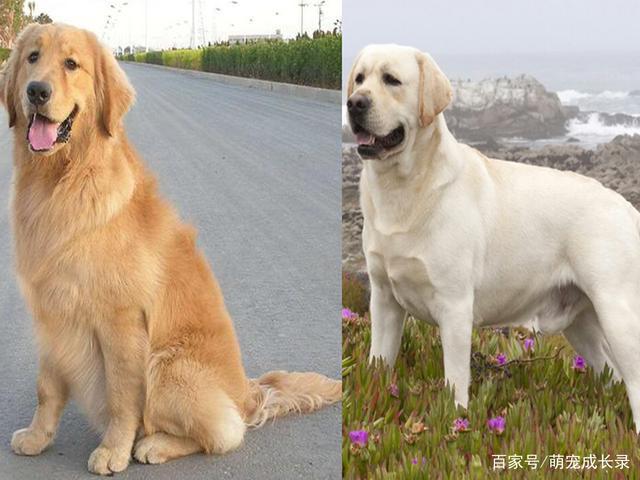 拉布拉多犬和金毛犬的區别（拉布拉多犬VS金毛）1