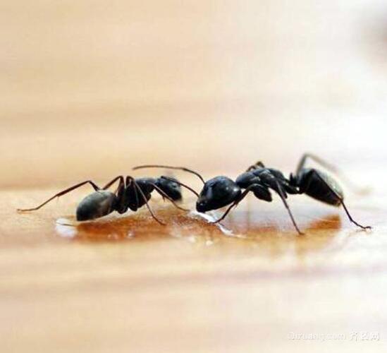 家裡招螞蟻預示着什麼風水征兆（家裡招螞蟻預示着哪些風水征兆）1