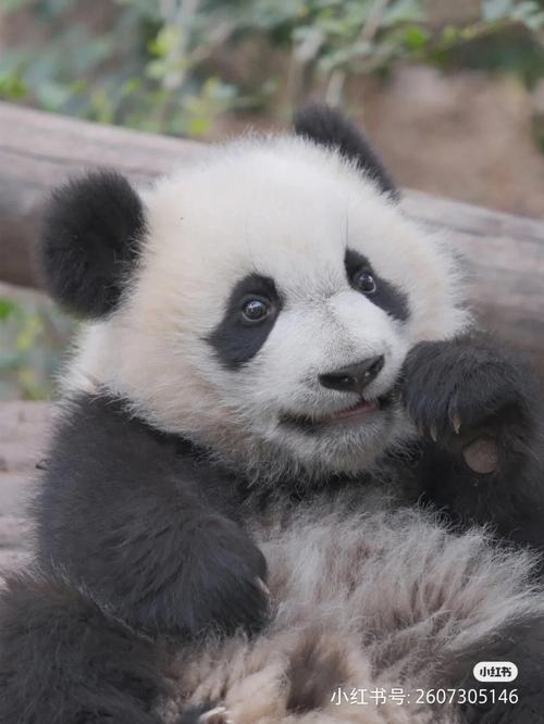 大熊貓國寶一級保護動物（我國特有珍稀瀕危野生動物大熊貓和朱鹮實現恢複性增長）1