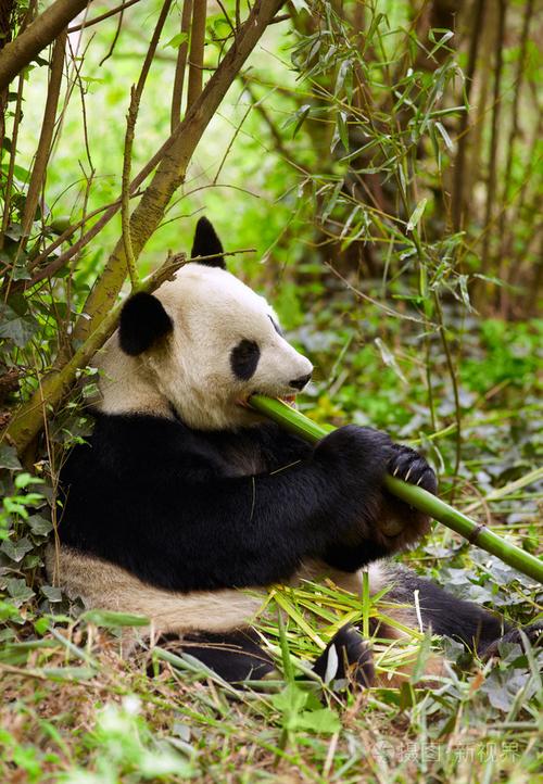 熊貓最愛吃什麼竹子（這些你都知道嗎）1