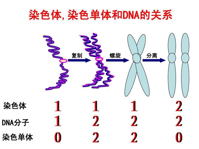 染色體和基因有什麼區别（染色體DNA基因和基因工程）1