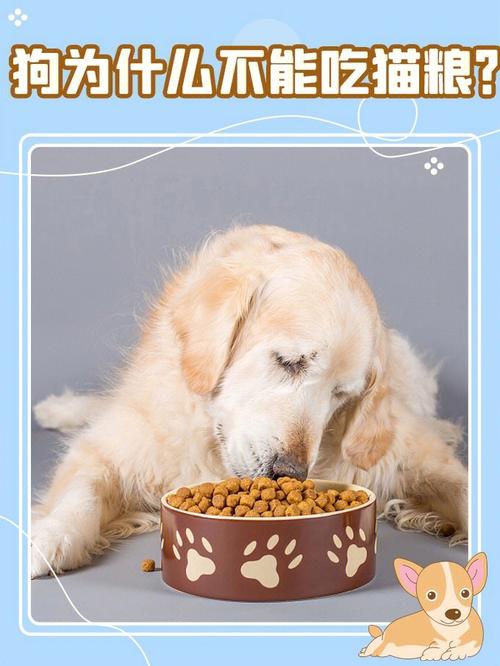 狗可以吃貓糧嗎（狗能吃貓糧嗎）1