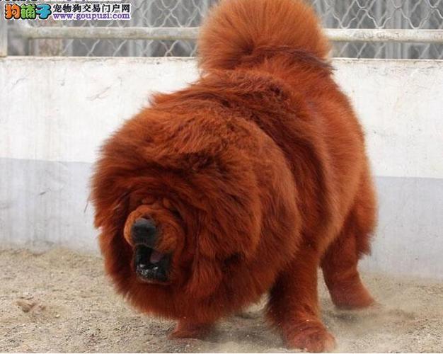 藏獒是不是全國最厲害的猛犬之一（被過譽了的藏獒）1