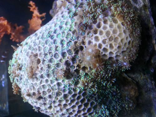 珊瑚都有什麼名字?（珊瑚的種類有哪些）1