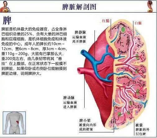 脾的解剖圖和結構圖（脾系藏象病位與病性特征研究）1
