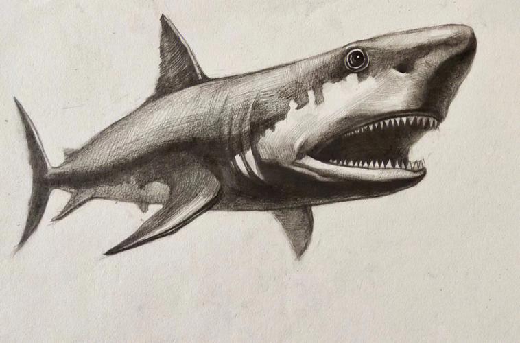 用素描畫真正的鲨魚（漏印畫鲨魚）1