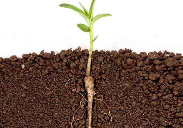 植物根的6個作用用途有哪些（植物根的6個作用用途彙總）1