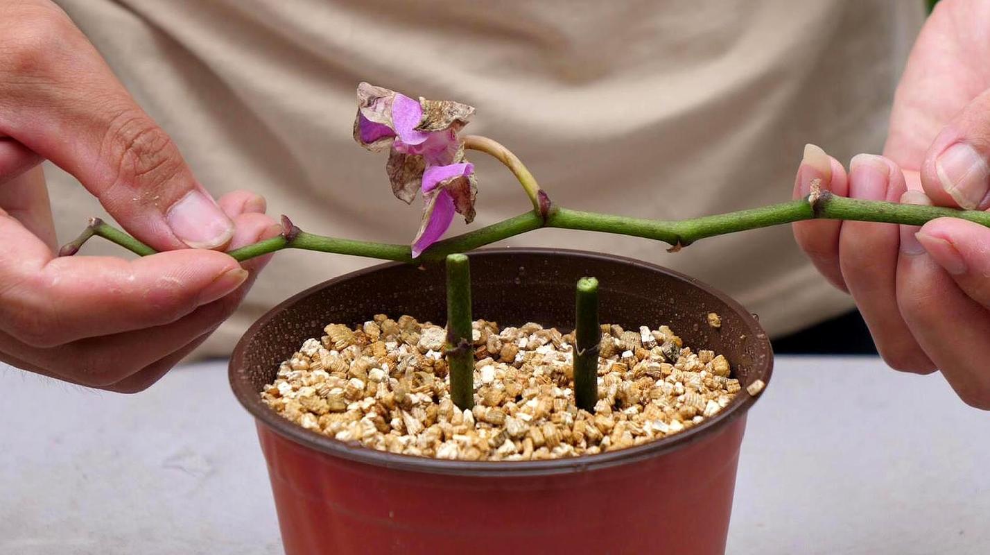 蝴蝶蘭的繁殖方法和栽培技術（蝴蝶蘭的繁殖方法和栽培技術介紹）1
