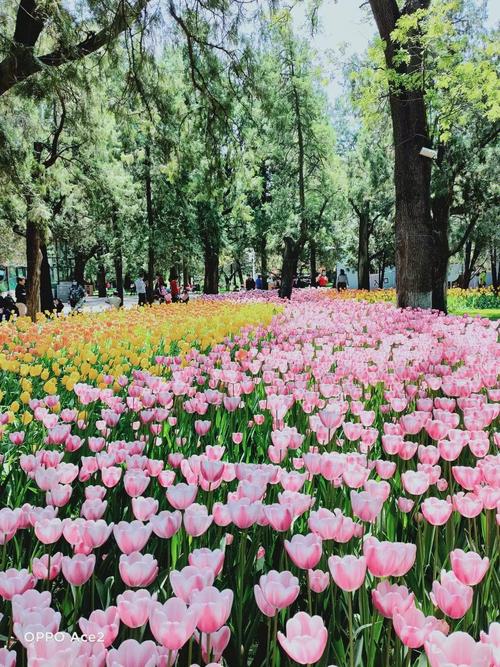 近期北京賞花的公園有幾個（北京市屬公園賞花季開啟）1