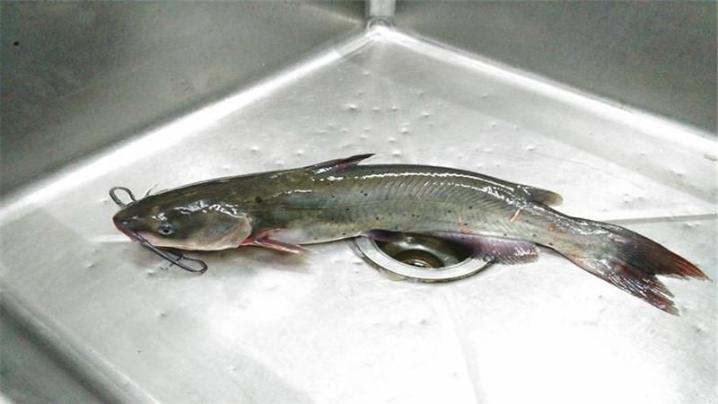 劍骨魚是什麼魚（劍骨魚介紹）1
