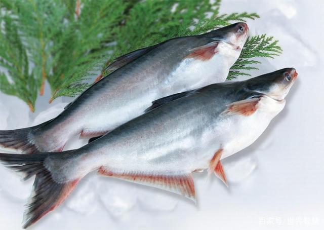 巴沙魚的營養價值和功效（關于巴沙魚的營養價值和功效）1