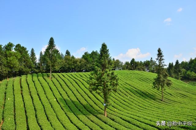 貴州綠茶排名前十名（貴州十強農産品區域公用品牌）(1)
