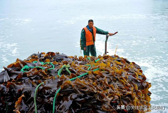 種植海帶每月工資（8000元一個月這個收曬海帶的長期活）(2)