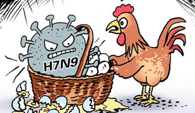 目前禽流感雞肉可以吃嗎（H7N9禽流感又來了還能吃雞肉嗎）2