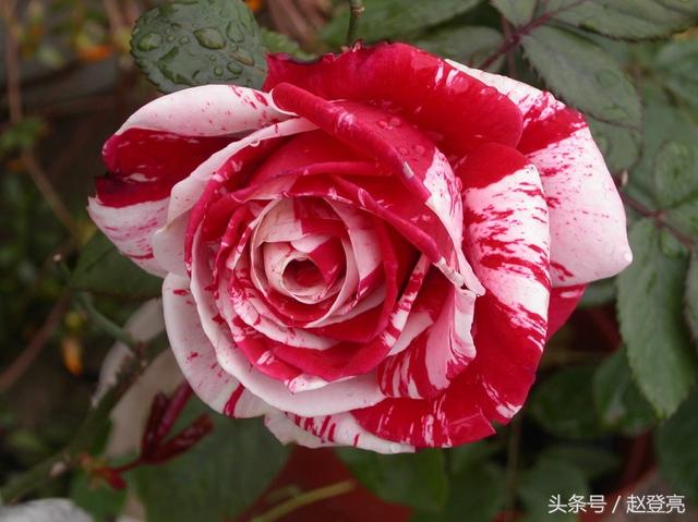塗磊玫瑰花語錄（99朵玫瑰代表愛情）5