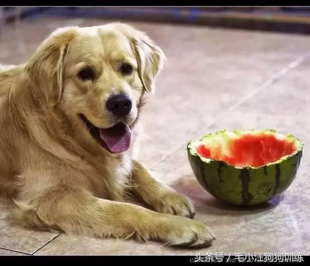 狗狗可以直接吃水果嗎（前方高能值得收藏）1