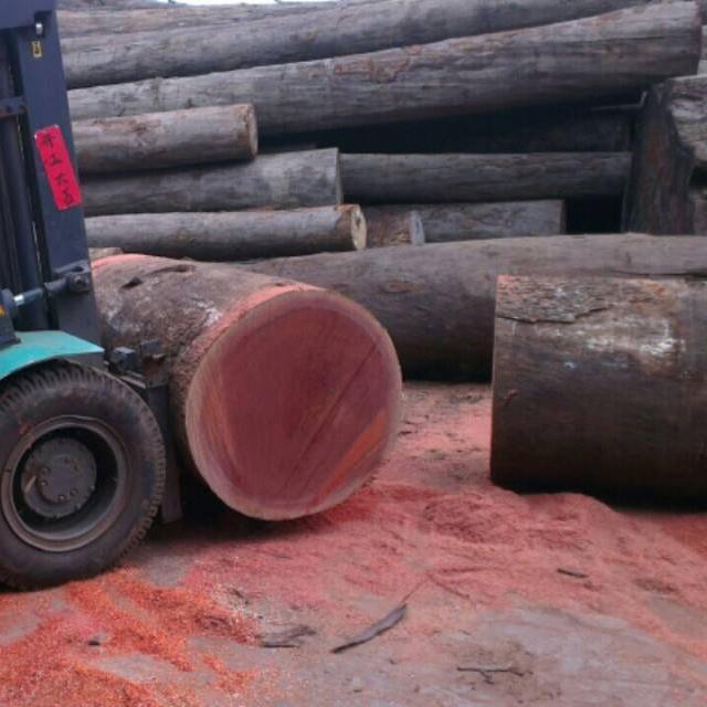 鐵木是怎樣砍伐的（這種鐵木如今隻能從越南進口）3