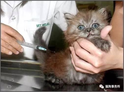 貓咪并不需要打疫苗（貓咪不打疫苗可以嗎）1