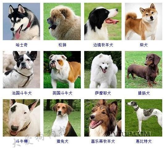 智商最高的狗狗排名前十（128種狗狗智商排名）6
