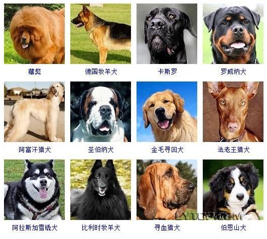 智商最高的狗狗排名前十（128種狗狗智商排名）10