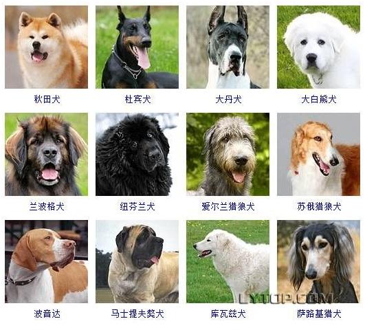 智商最高的狗狗排名前十（128種狗狗智商排名）15