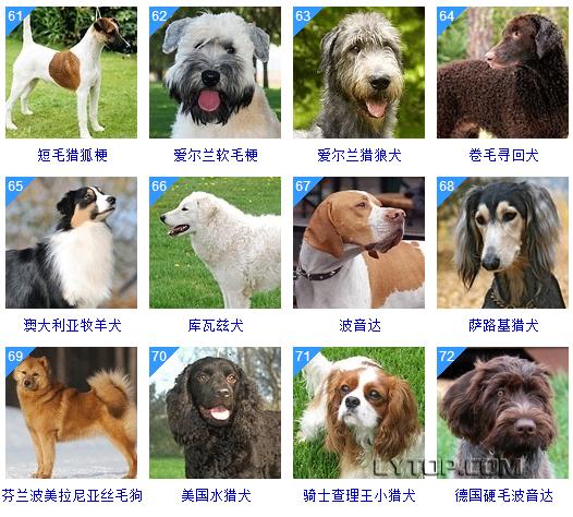 智商最高的狗狗排名前十（128種狗狗智商排名）21