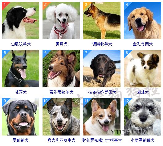 智商最高的狗狗排名前十（128種狗狗智商排名）16