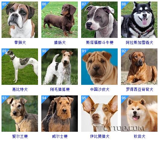 智商最高的狗狗排名前十（128種狗狗智商排名）23